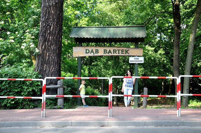 dąb bartek, zagnańsk