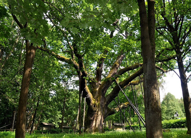 dąb bartek, zagnańsk