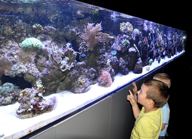 polanica, oceanika, chrusty, zagnańsk, świętokrzyska polana