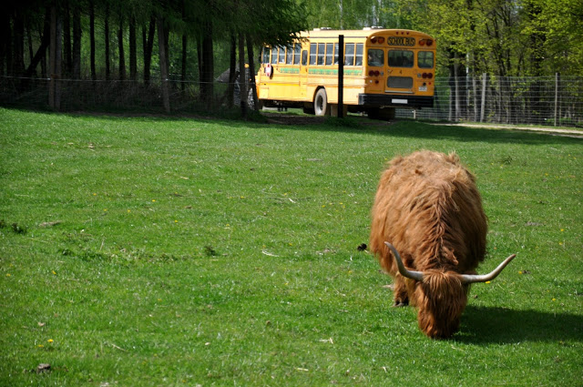 jurapark, bałtów, zwierzyniec, schoolbus