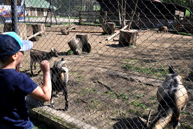 zwierzyniec mini zoo