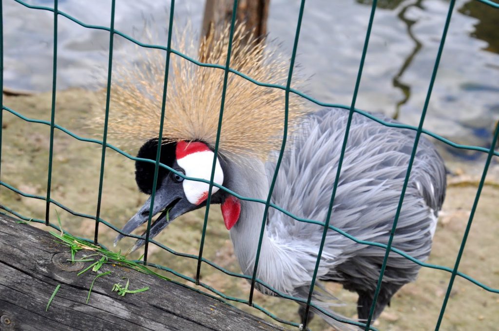 Zwierzyniec Bałtowski