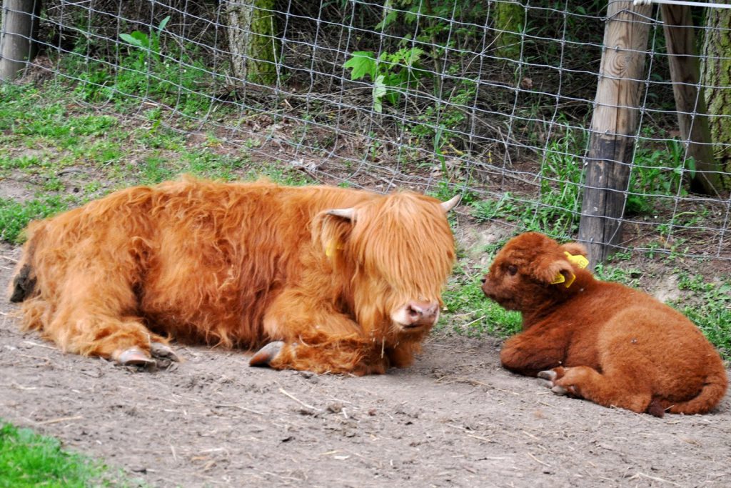 Zwierzyniec Bałtowski