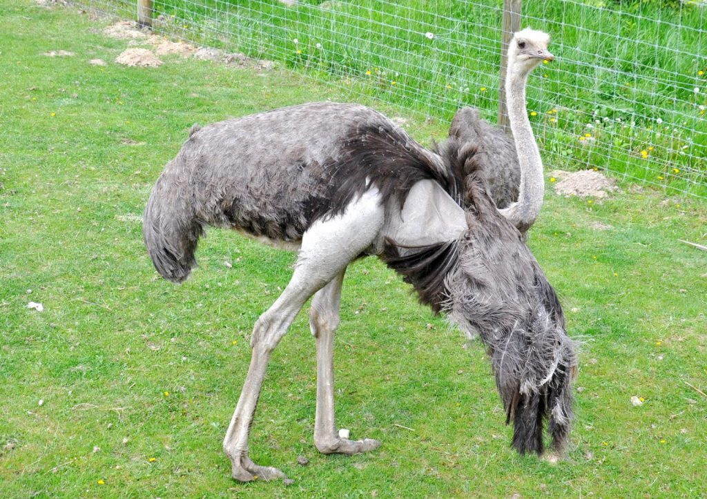 Zwierzyniec Bałtowski